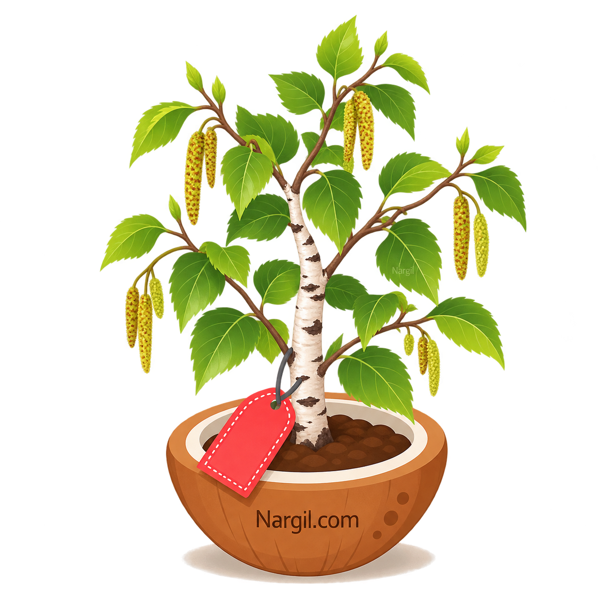 Nargil_Betula Pendula